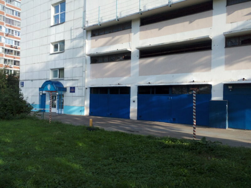 Белые медведи